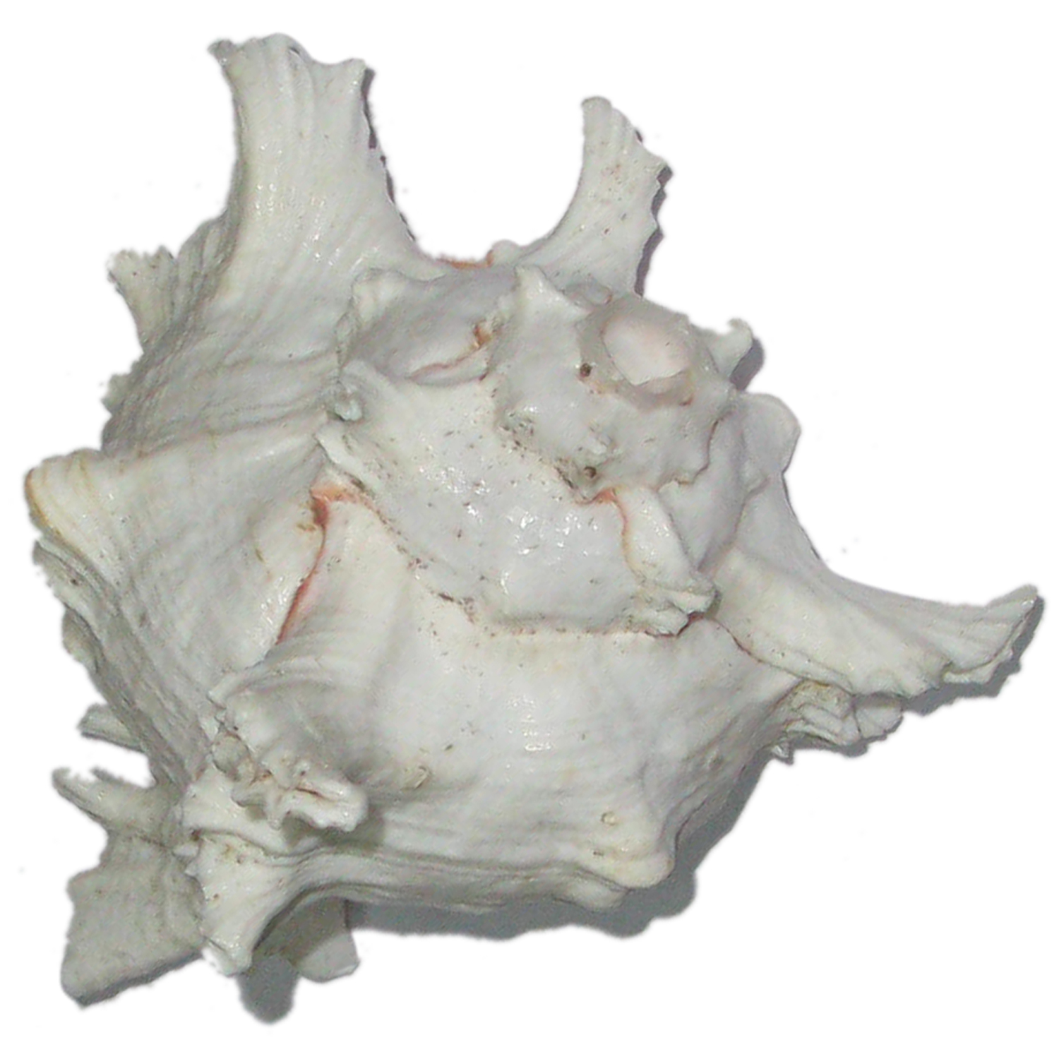 Blowing a Shankha During a Puja - S903508-02