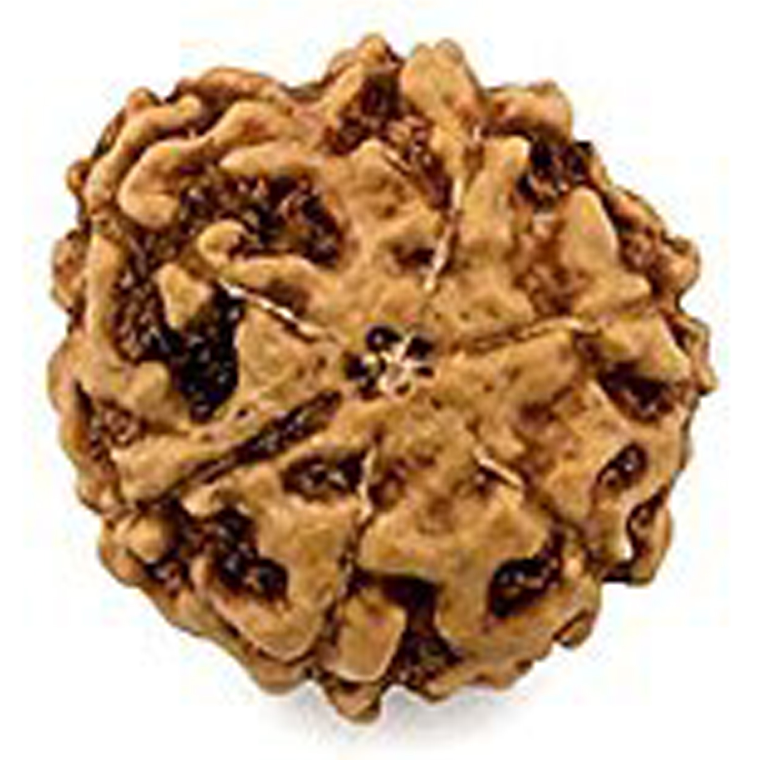 Energised Abhimantrit 100% Natural Che Mukhi 6 Mukhi Small Size Java Indonesia Rudraksha (Six Face) Sinks in Water - S210463