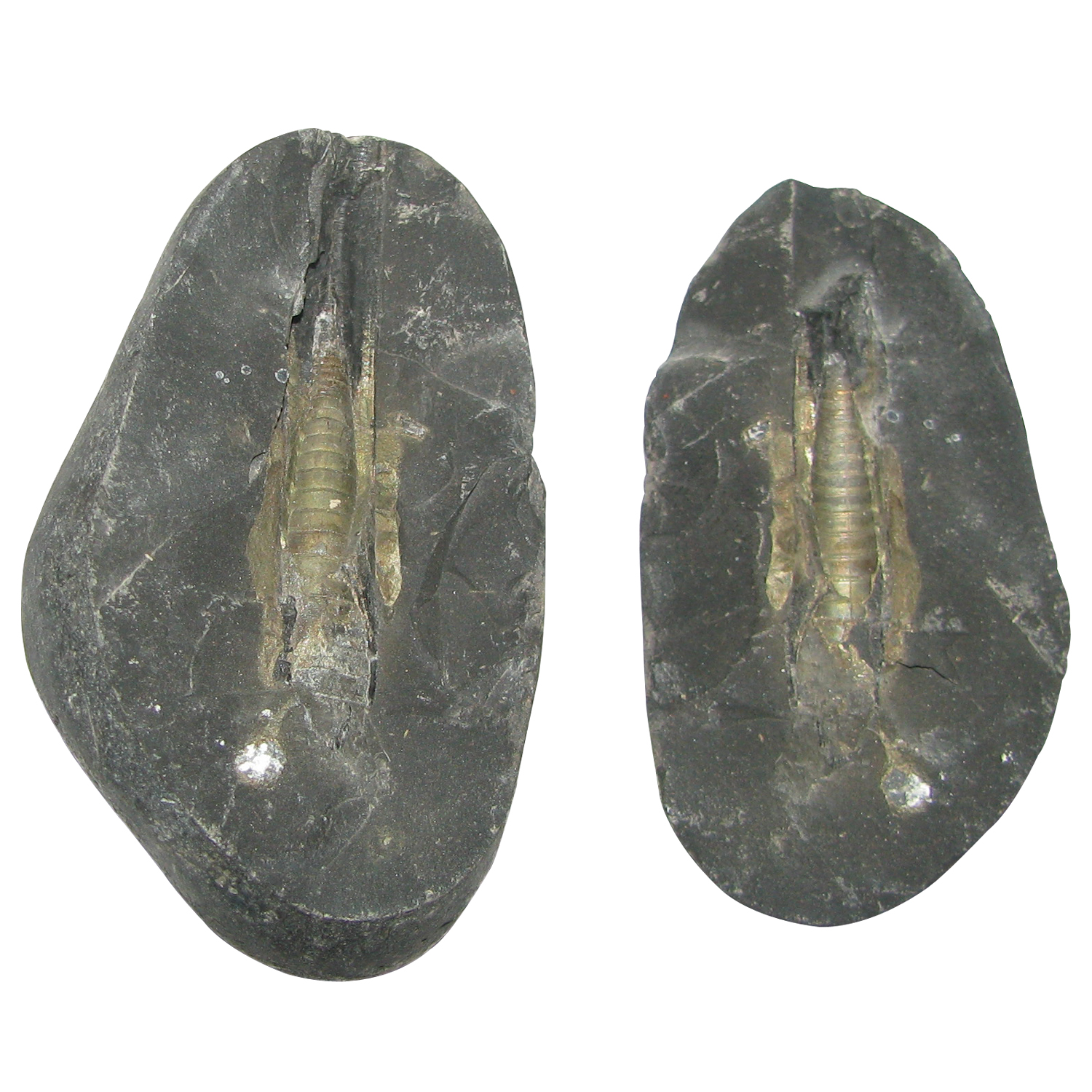 Shivling Lingam Golden Shaligram Shila Saligram Sila Salagram Stone Saligramam Murti Of Gandaki River - A5021