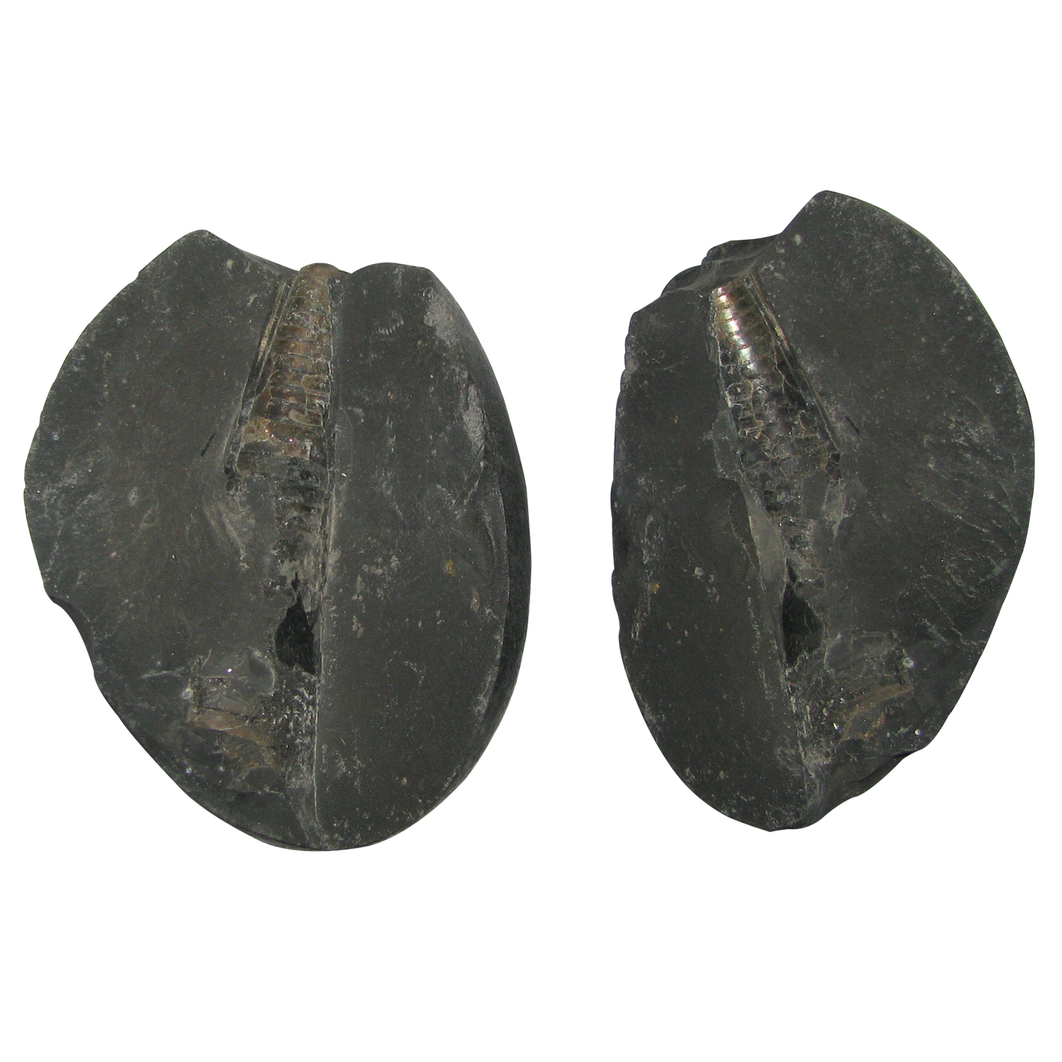 Natural Swarna Shivaling Shaligram Shila Saligram Sila Salagram Stone Saligramam Murti Of Gandaki River - A5022