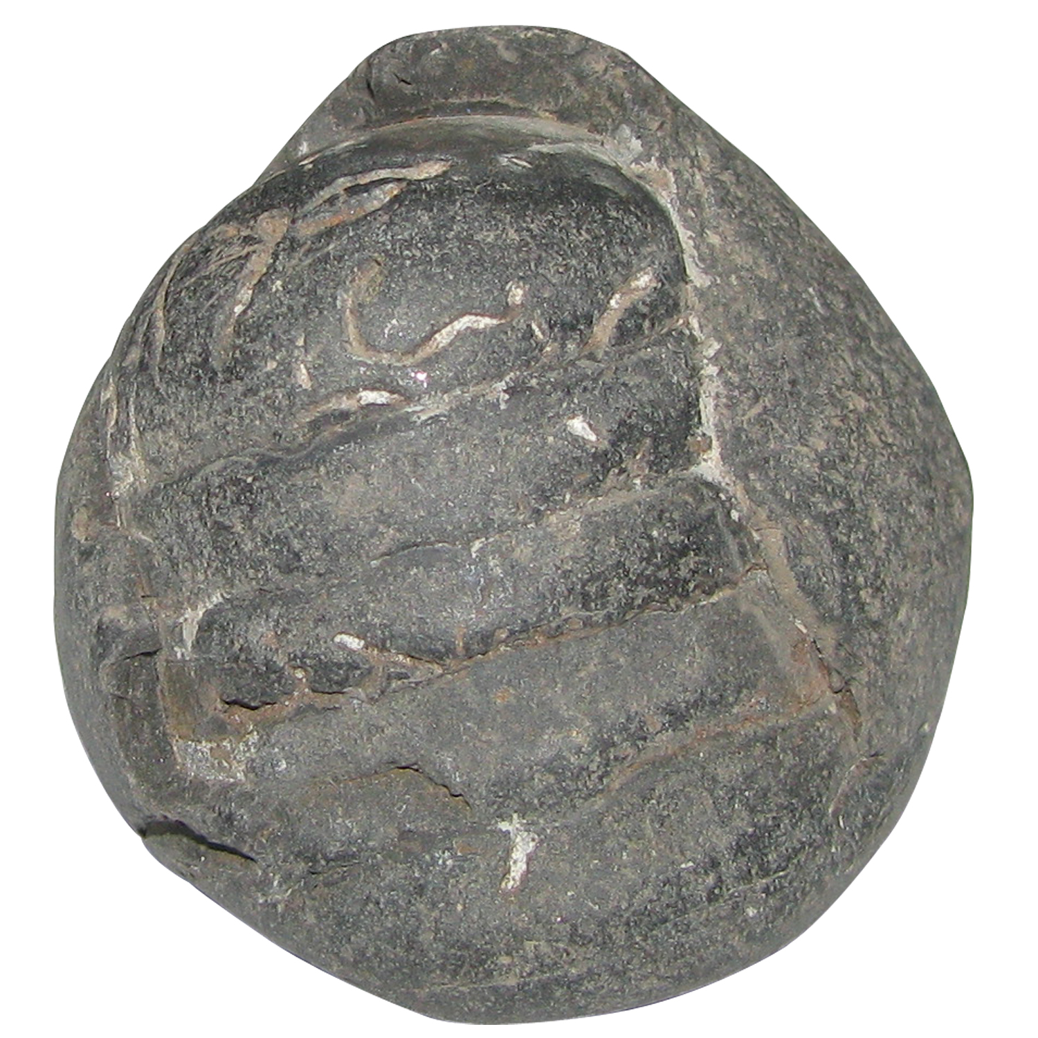 Anirudra Shaligram Shila Saligram Sila Salagram Stone Saligramam Murti Of Gandaki River - A5029