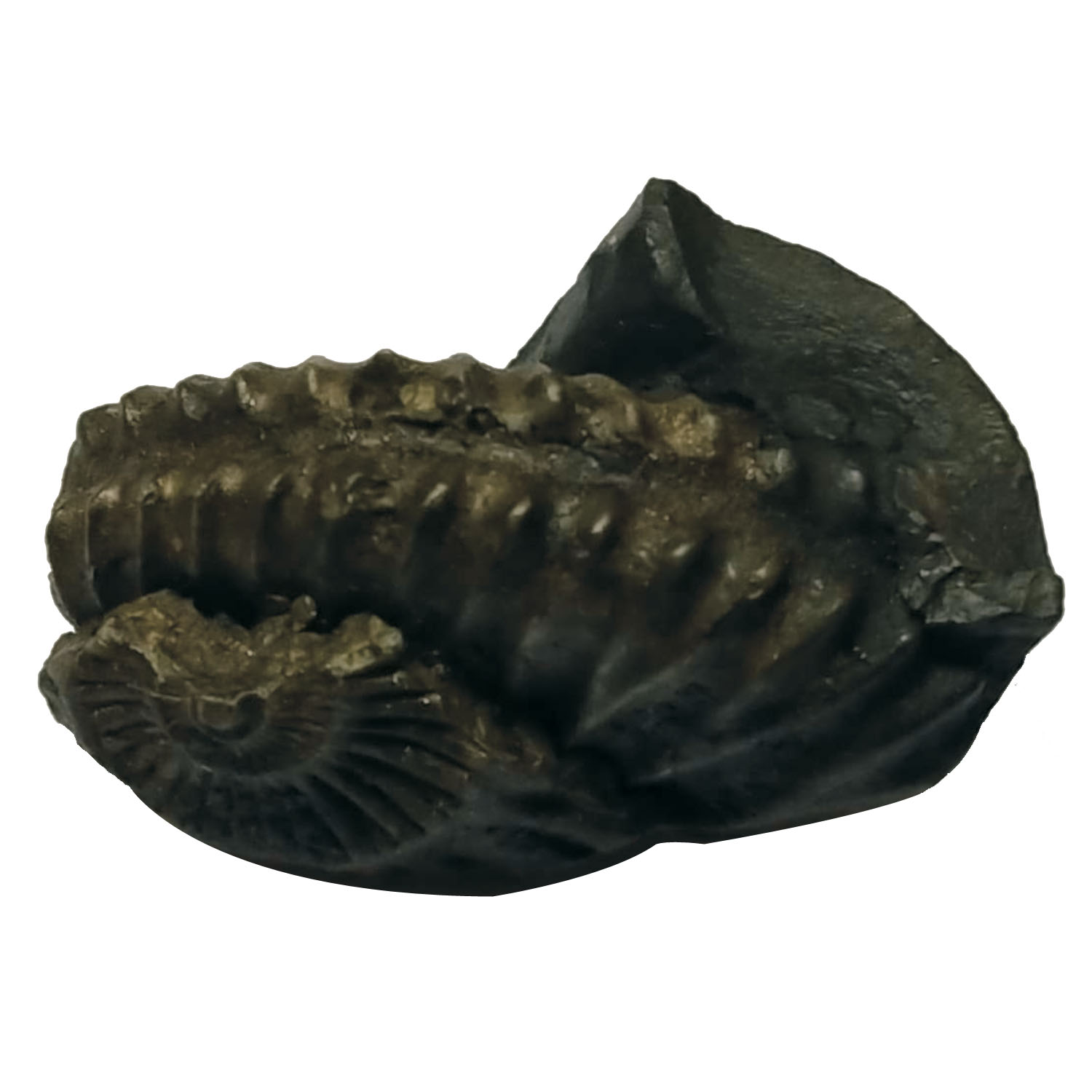 Aadhyathmik Lakshmi Varaha Shaligram Shila Bhu Varaha Salagram Bhoo Varaha Shalagram 1inch 18grams Also for Panchayatan Pooja with Two Chakras - S9067-73